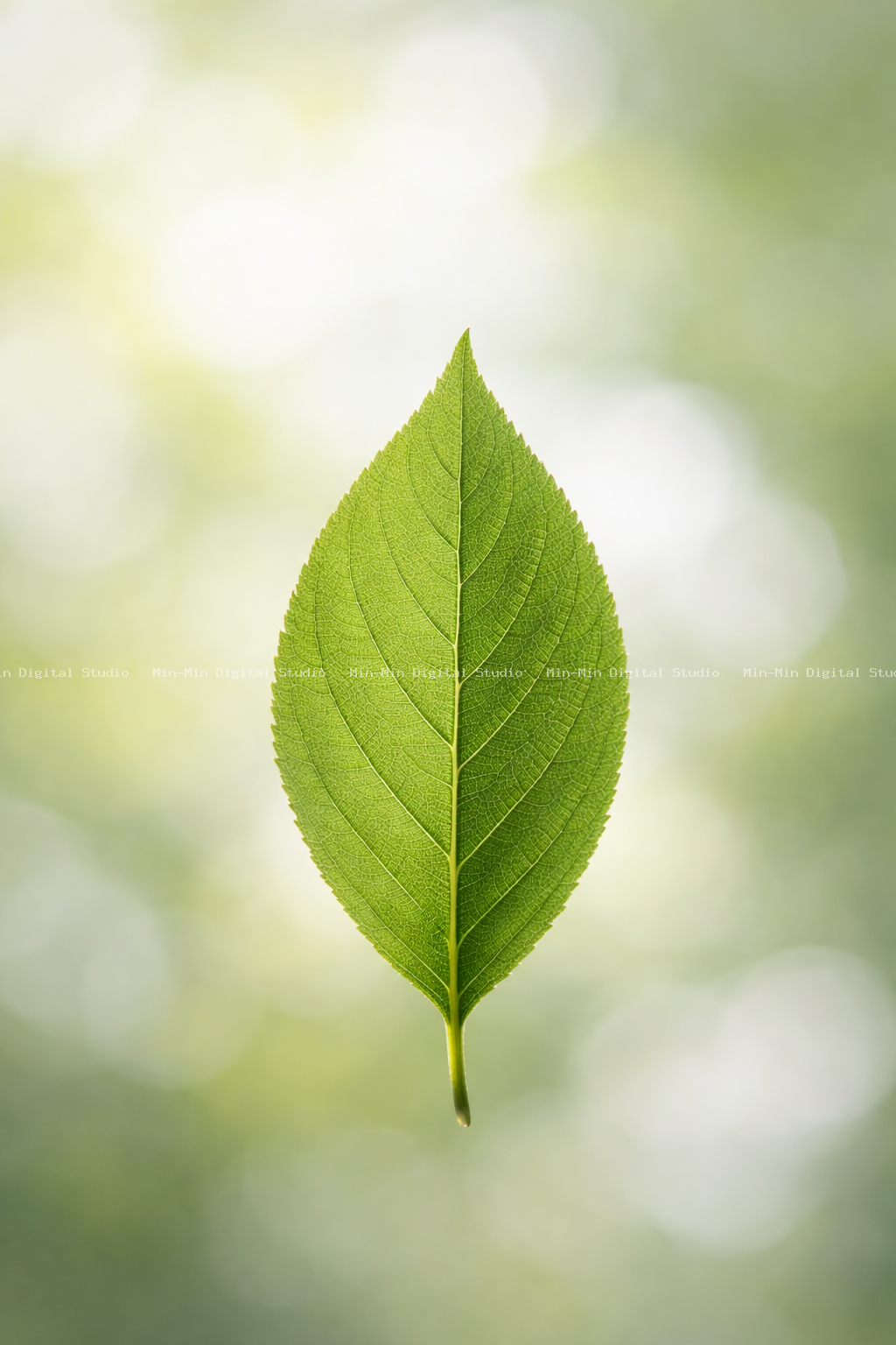 Single leaf or flower - blurred background
